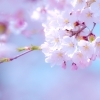 伊奈町お花見スポット