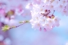 伊奈町お花見スポット
