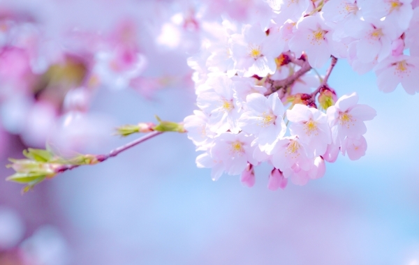 伊奈町お花見スポット