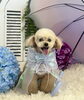 ティコちゃん「わんこと雨☔️」