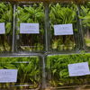 「　おぉー！！ 「こしあぶら」じゃないかー！！  山形県産「こしあぶら」が入荷しました～。」