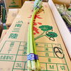 「宮城県南三陸産「水ふき」の入荷が始まりました！」