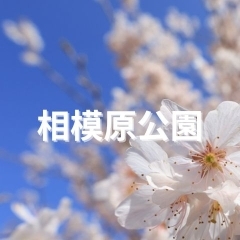 ■桜特集■【相模原公園・麻溝公園】寒桜～ソメイヨシノまでいろいろな品種が楽しめる桜の名所