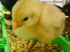 「11日目のさくら【鶏見学可能な養鶏場は悠々ファーム】」