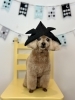 アンちゃん　可愛い可愛いハイシニアさん♡「わんこと鯉のぼり🎏」