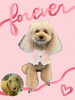 「Dog salon mofu mofu　余市町」