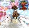 トイプードル　カット「🐶ダックス、トイプードル、トリミングのお友達🌷」