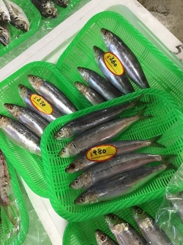 「魚魚市場鮮魚コーナーおすすめは「シイラ」です♪」