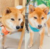うめ＆まるちゃん「今日のお友達」