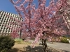 川津桜 葛飾にいじゅくみらい公園のカワヅザクラ（河津桜）が満開！お散歩にオススメ！東京理科大学葛飾キャンパスを囲む区内最大の区立公園♪ |  まいぷれ葛飾編集部のニュース | まいぷれ[葛飾区]