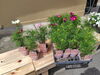 植え込み用コスモスの苗「花苗、花鉢入荷情報」