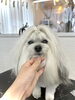 ロングヘアをこの後ボブスタイルに♡「わんこと紫陽花　^ - ^」