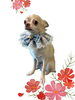 「Dog salon mofu mofu　余市町」