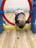 オヤツを見ながら　ゆっくりリングをくぐります　「ましゅまろ幼稚園　(^.^)」