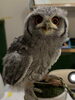 アフリカオオコノハズク「🦉新しい家族をお迎えしませんか？」