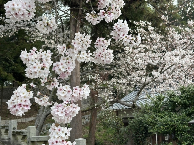 「桜が満開です」