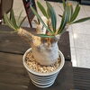 八王子陶器作家さんの鉢に植え込まれたイノピナツム！「「まいぷれを見た」で植物全商品表示金額からなんと20％OFFします。期間2022年12/30～2023年1/31まで 塊根 グラキリス  マカイエンセ イノピナツム 多肉 八王子 サボテン ユーフォルビア アガベ ビカクシダ ホリダ他 」