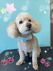 「可愛い子ちゃん♡ Dog salon mofu mofu 余市町」