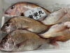 「鮮魚パックいろいろ販売中‼️〆鯖も販売致します🐳」