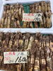 「小樽うに始まりました！！」