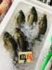 「西海物産館・魚魚市場鮮魚コーナーおすすめは「ワタリガニ」です♪」