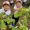 大根掘り