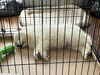 雅空くん2月23日「サモエドの繁殖犬を迎えました【札幌 北区 キャットビヤード⠀】」