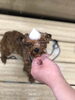 お利口さん「ＧＷのお休み＆予約状況　^ - ^」