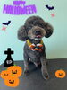 「お友達♡ Dog salon mofu mofu 余市町」
