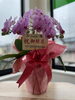 胡蝶蘭頂きました！凄〜い！「お花ありがとうございました！」