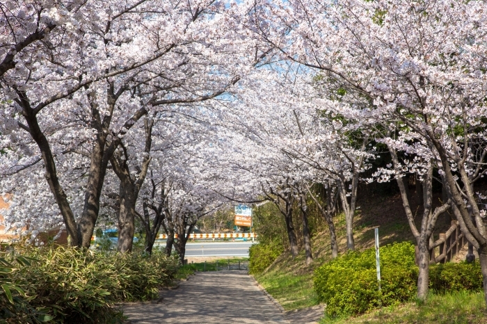 たかびれ公園からの坂道にも桜が