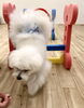 お兄ちゃんのペチくんも頑張ってジャンプ「ましゅまろ幼稚園　^ - ^」