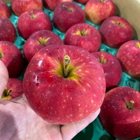 「岩手県生まれの8月に食べれる極早生りんご。 真夏に出会える真っ赤なりんご「紅ロマン」。」