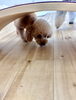 ナリちゃん「ましゅまろ幼稚園🐾パート２」