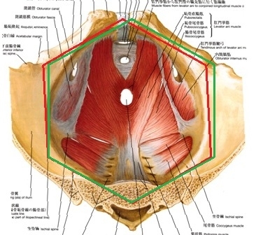 食事と身体の歪みの関係 その2 偏食による体型変化と体質悪化 うるうカイロプラクティック院のニュース まいぷれ 霧島 姶良
