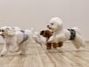 みんなお友達と走る〜🐶「ましゅまろ幼稚園🐾」