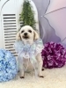 うさまるくん「雨とわんこ☔️」