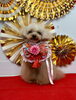 きなこちゃん「Happy New Year」
