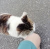 なつかしいのー「🐈 ご無沙汰ネコ発見 🐈　★英会話と体操のコラボ教室（堀切、お花茶屋、綾瀬、亀有、小菅）」