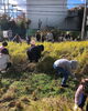 「募集中〜稲刈り体験しよう　コミュニティハウスゆうゆうゆう」