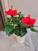 ハイビスカスといったら、赤花ですかね🌺「いっきに夏気分! ハイビスカス🌺レア品種も入荷しました! レア品種も!!」