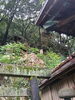 「岐阜三社のひとつ、歴史と緑に包まれる橿森神社を訪ねて」