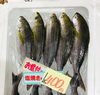 「魚魚市場鮮魚コーナーおすすめは「北海道産活ホタテ」です♪」