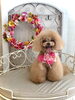 リリアちゃん　ぺろ〜「わんこと秋桜🐾」