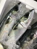 「魚魚入れ鮮魚コーナーおすすめは「シマアジ」です♪」