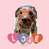 「Dog salon mofu mofu　余市町」