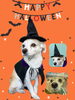 「Dog salon mofu mofu　余市町」