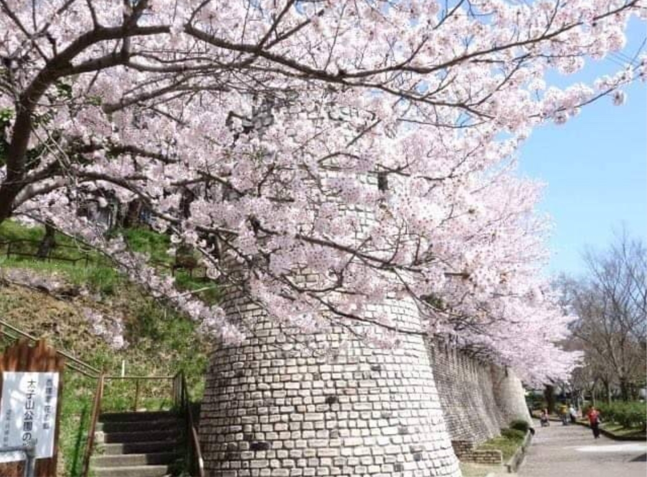 太子山公園 姫路のお花見おすすめスポット特集 桜が綺麗な花見スポットをご紹介 まいぷれ 姫路