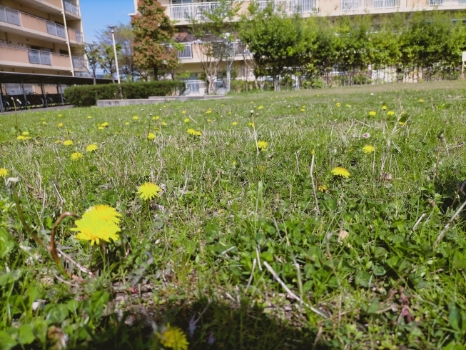 たくさん咲いていたたんぽぽ！「今日も元気にレッツゴー！【交野市・小規模保育園】」