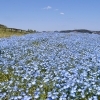 四季折々の花々が織り成す楽園　『横須賀くりはま花の国』